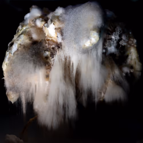 Earthfungal