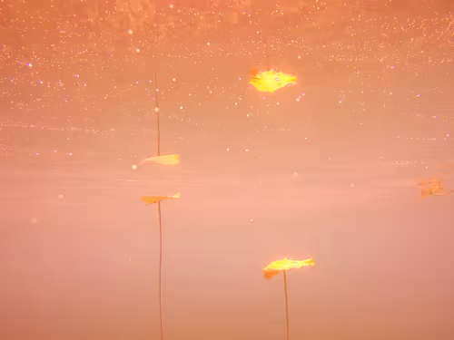 Item #115430421716330114127925714386191036467996783471008022249532804592431769059329 Media