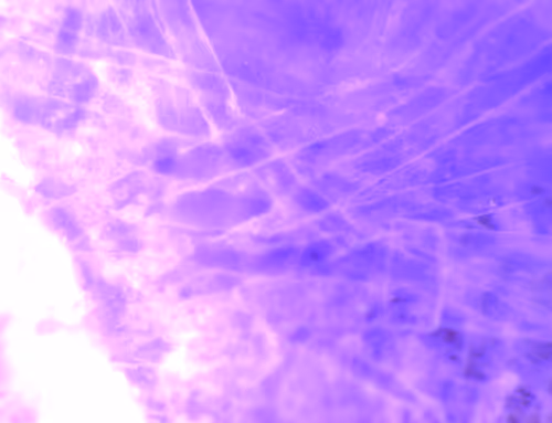 Item #71646257518770613568983710813551014237803002136866425209291834383635354484737 Media