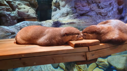 Item #105288803146246383568198026595242847884682393867054726493611635561810777604097 Media