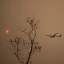 Uncommon: Red Sun, Dead Tree, Plane