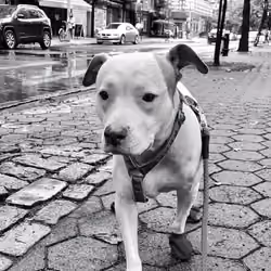 Mandy in the Rain