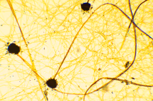 Item #29338470736162432658503928351875651882775793096611779186830202243116118835201 Media