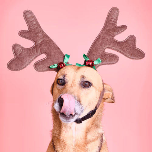 ReinDoggos Collection