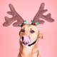 ReinDoggos Collection