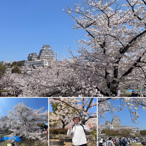 The Japan Treasures