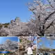 The Japan Treasures