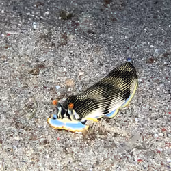 80965803268169370603932631570667161375508893671094224909166963981976900468737