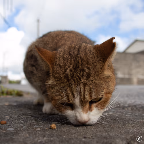 litttlebear Collection