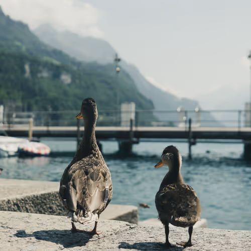 Web3Coach Collection