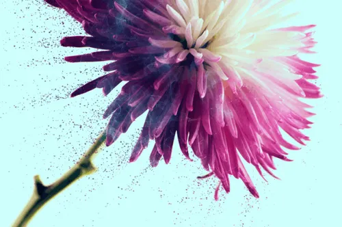 Item #31900271073354632832991890429912638653086322620126594410230774049109155250177 Media