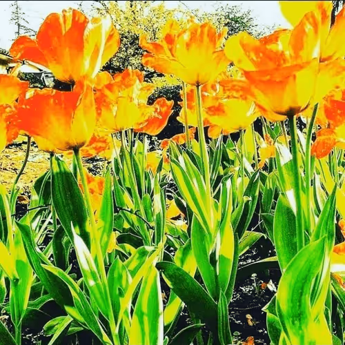 WildSongArts Collection