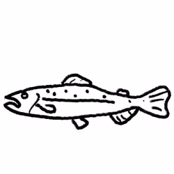 Trout 