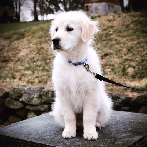 Cutest Golden Retriever #1