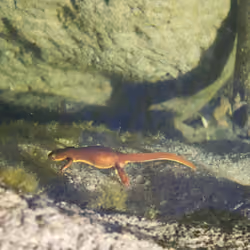 Salamander Sam vibin