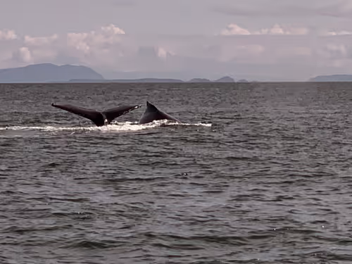 Item #33261409280827848890636833313665954217119010705453802455397167662395962687492 Media