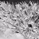 Bushes of Snow
