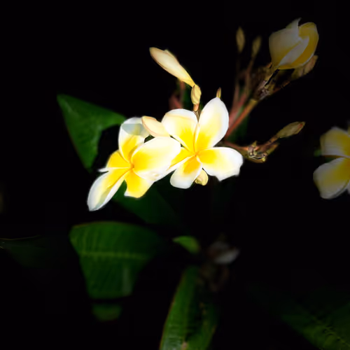 Plumeria 2