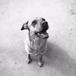Ellie B/W #10