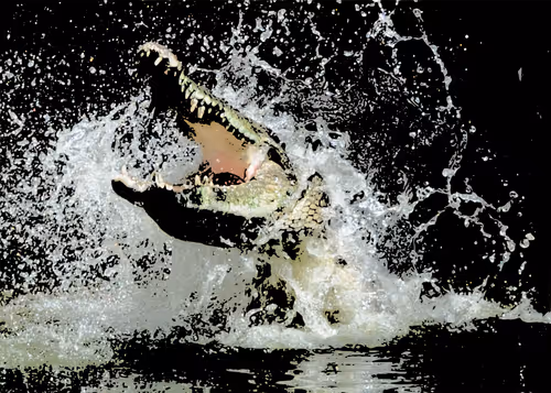 Item #32280227684796633281509489685107784796052920964773961429317660098096755900417 Media