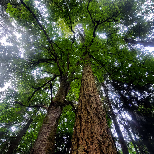 Rainforest Home Photography