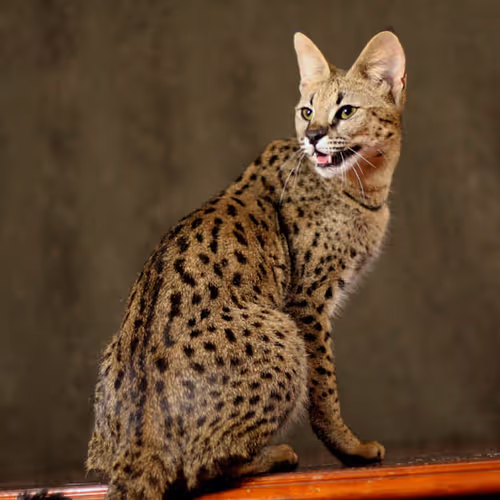 Untitled Collection #14693924