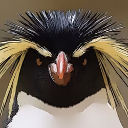penguins looking for you 5