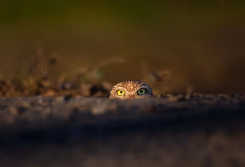 Item #112637204327845919666552565254926487665706650630918372060770064635954768904193 Media