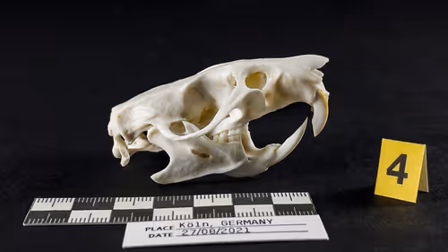 Item #32615301797037247882275066843320251953525887094996780073489952962611024756737 Media