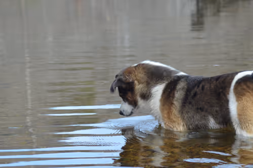 Item #97703427282030741984022634986911983897204836568735072395572896057919327436801 Media