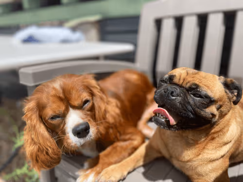 sumo_collects83 Collection