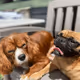 sumo_collects83 Collection