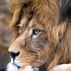 CLICK A PHOTO #2 - "Lion King"