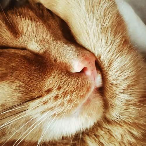 Item #66183504736148264618685425425564115379125852554251526335911367090933067677697 Media