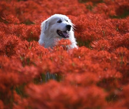 CUTE DOG