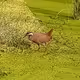 91419314110800337009204889244420491545842303505927805999053350510910813341344