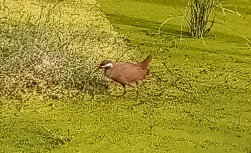 Item #91419314110800337009204889244420491545842303505927805999053350510910813341344 Media