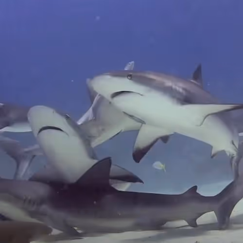 Dillynsoceanadventures