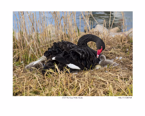 Item #24600310660482288606297797528155087939323639147399647196853483669927585906689 Media