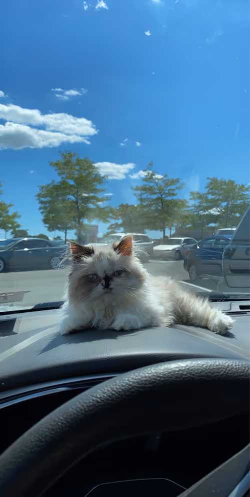 Item #88063557034118437660925886446302507819426649905583175627315428991594722754561 Media