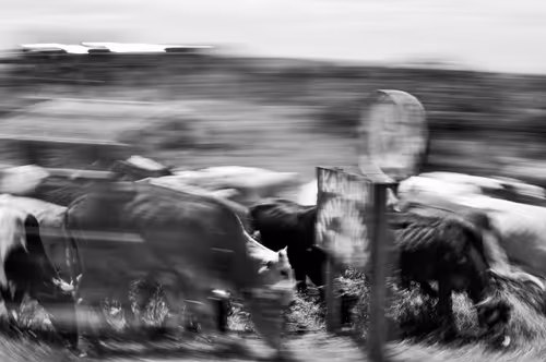 Item #18272151762842067789923214002115525894042773418269126618897880992021951283201 Media