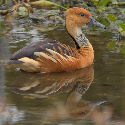 Item #76723362783280478533997952640177478162370392864243199552253501734897655480321 Media