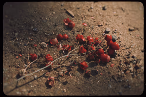 Born of Dreams // GoChrisGo_xyz