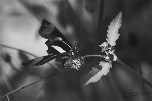 Item #100748379412919059267110879785057129888508222288536348751201759391968758071297 Media