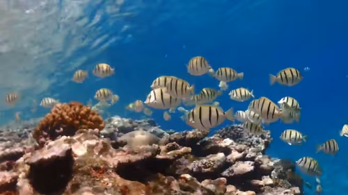 Item #93917210928009552265570427413341546020590352631026157694666951308755899252737 Media