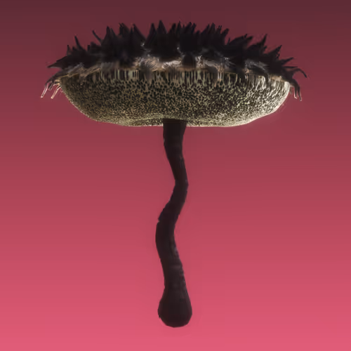 Item #95653877050150474555742155054455970472164202465768371638498213975584113950721 Media