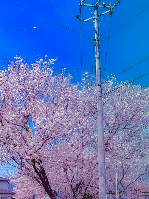 Item #26309083901545567454709889211670292098627789932924015051489478905299355041797 Media