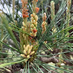 Pine tree #8 松
