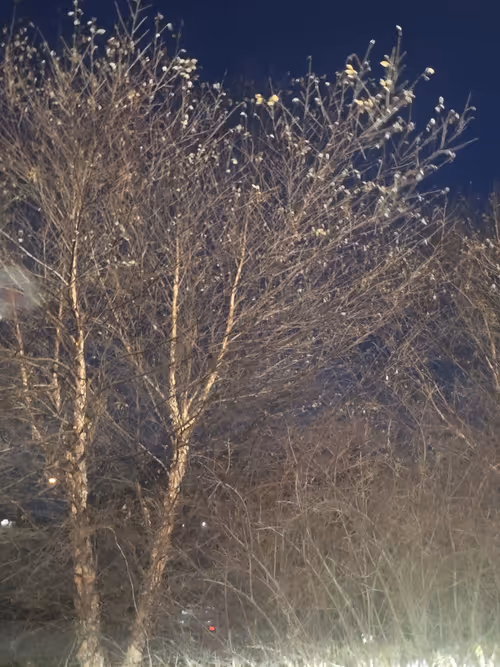 Item #61051240571971779841838649405693456424568018504308900476674196520129351647233 Media