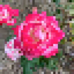 Pink Rose #004